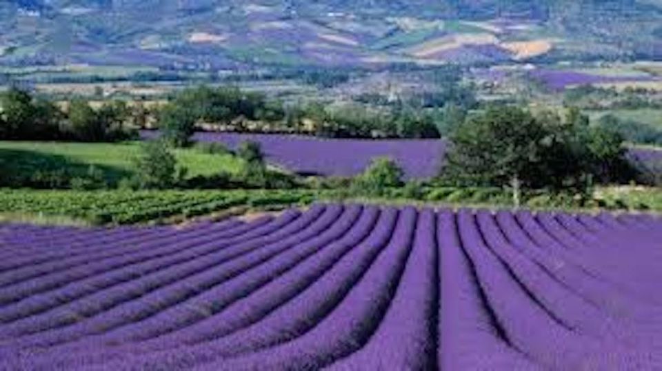 From Nice: Full-Day Provence and Lavender Tour - Key Points