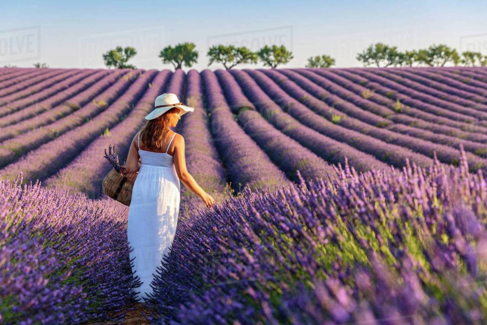 From Nice: Full-Day Provence and Lavender Tour - Recap