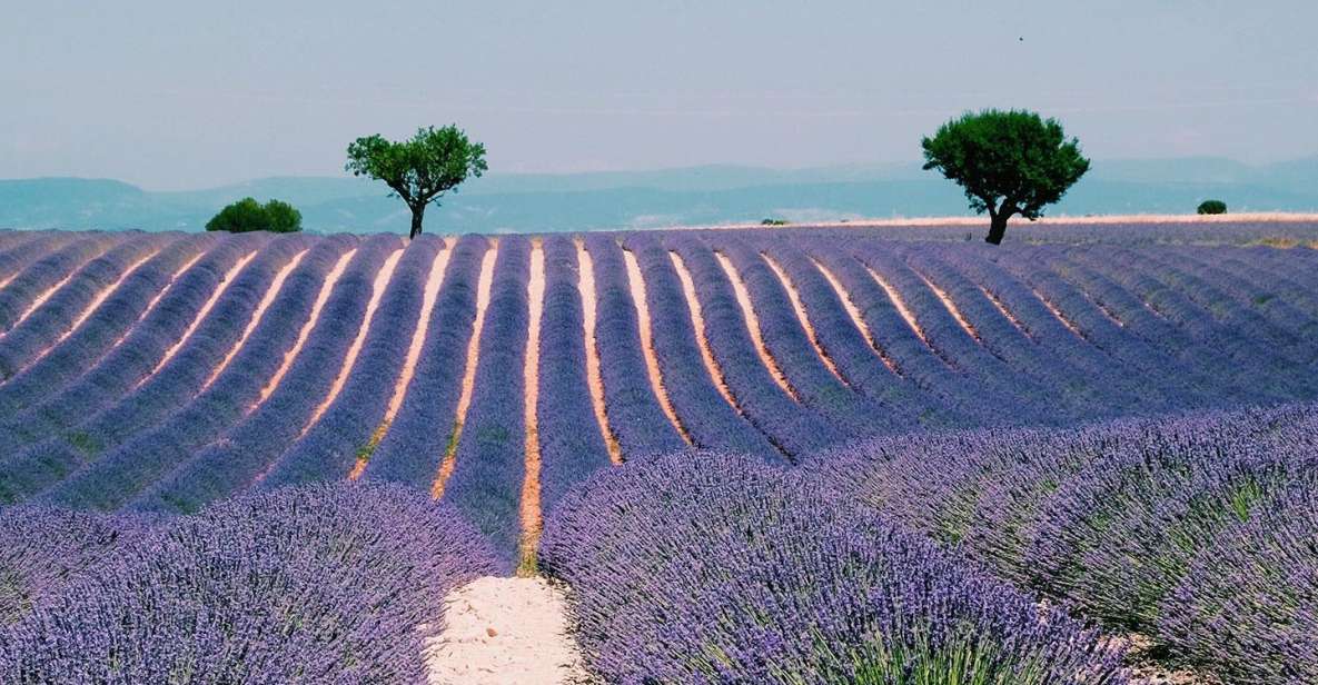 Provence, Vineyards & Lavender Fields Private Day Trip - Description