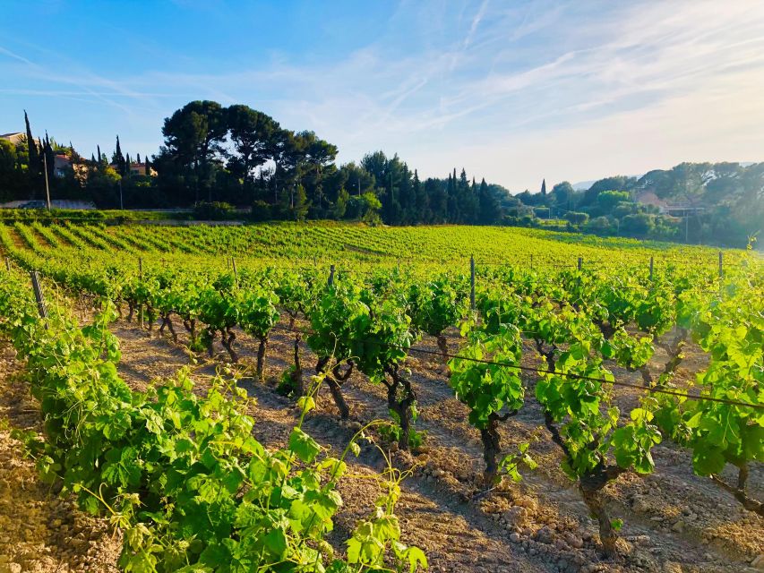 Provence, Vineyards & Lavender Fields Private Day Trip - Directions