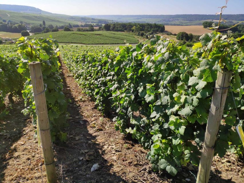 Paris: Private Epernay Trip With Champagne Vineyard Tastings - Inclusions Provided