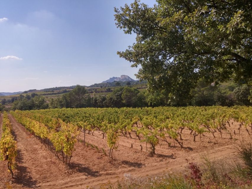 Avignon: Wine Tasting Tour - Important Information