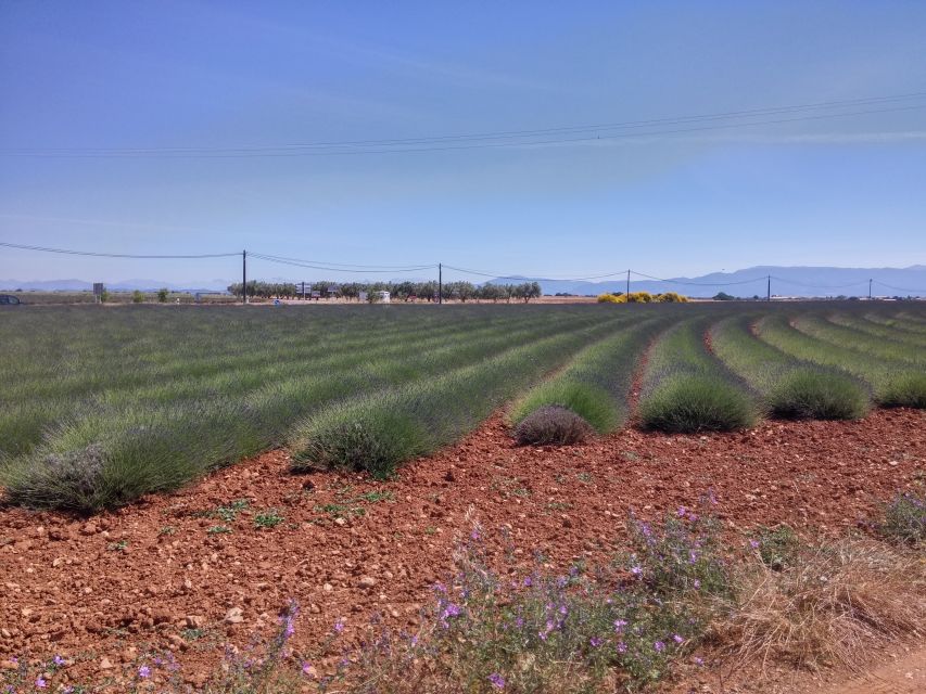 Private Lavender of Provence Tour - Key Points