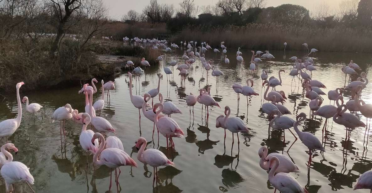 Marseille: The Camargue 8-Hour Guided Outing - Recap