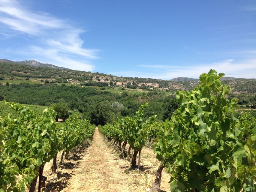 Vineyards And Village Of The Languedoc Itinerary