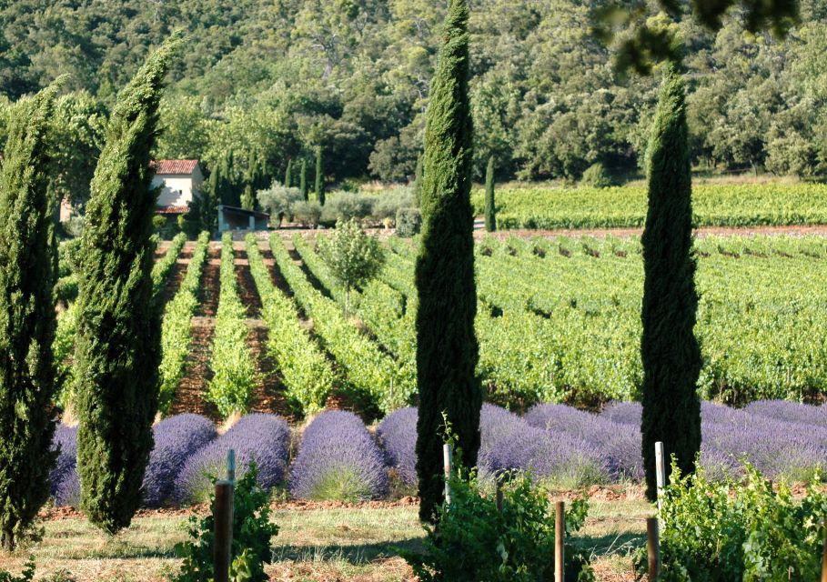 Aix En Provence: Visit & Wine Tasting Full Day Private Tour - Inclusions and Features