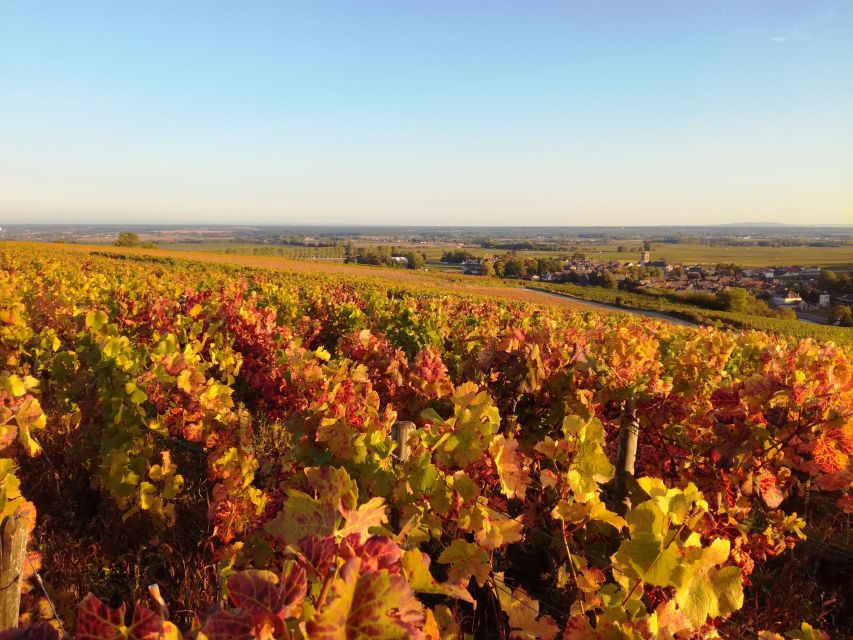 Côte De Beaune Private Local Wineries and Wine Tasting Tour - Hotel Pickup and Transportation