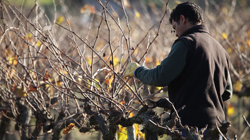 Paris: Two Reims Champagne Vineyards With Tastings and Lunch - Inclusions