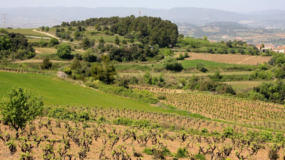 Paris: Two Reims Champagne Vineyards With Tastings and Lunch - Frequently Asked Questions