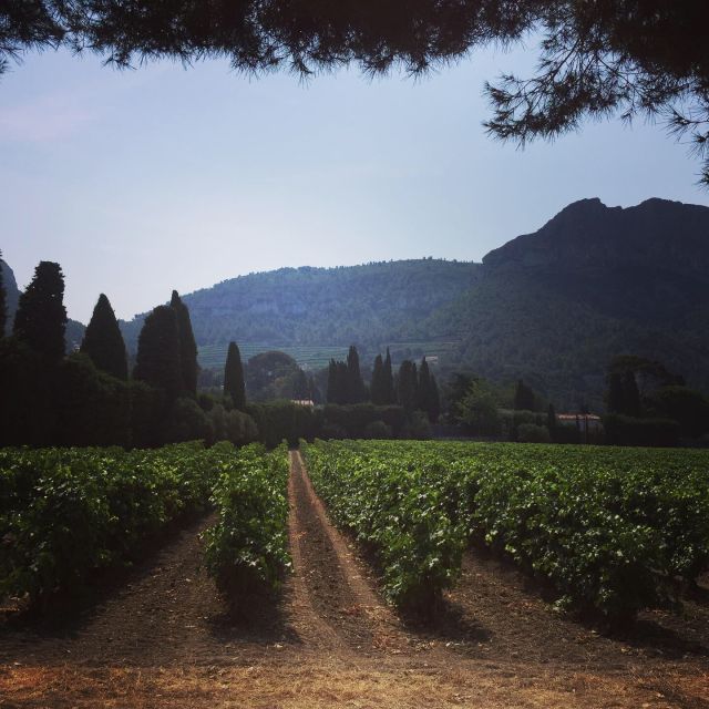 Cassis Wine Tour: Sea, Cliffs and Vineyards - Important Information