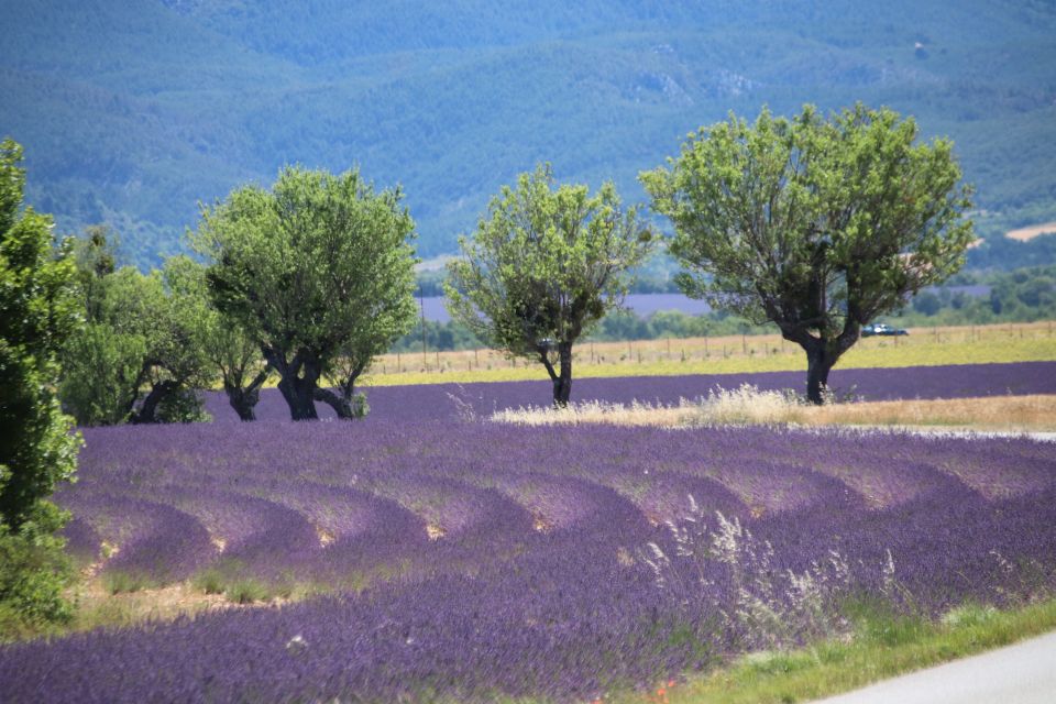 From Aix En Provence: Lavender Experience & Gorges Du Verdon Tour Highlights