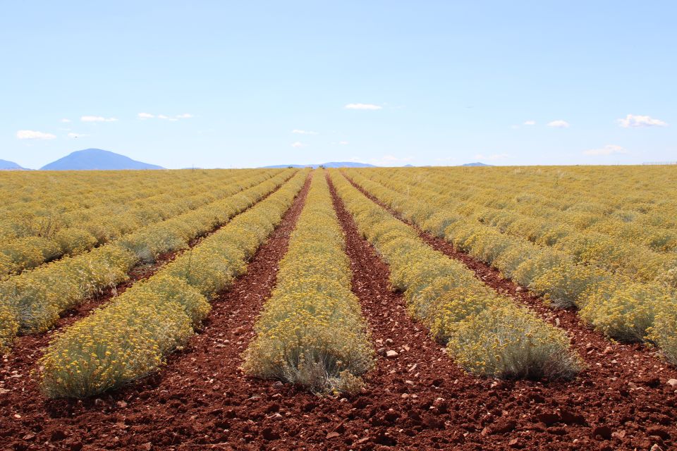 From Aix-En-Provence: Lavender Experience & Gorges Du Verdon - Language Options