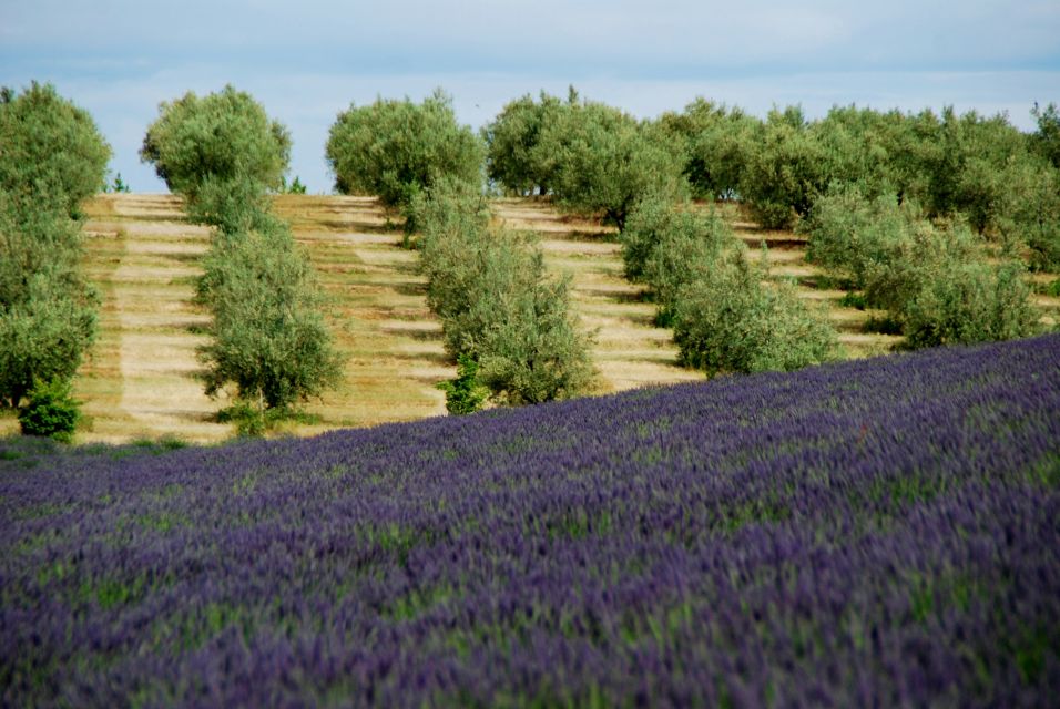 From Aix-En-Provence: Lavender Experience & Gorges Du Verdon - Inclusions and Meeting Point