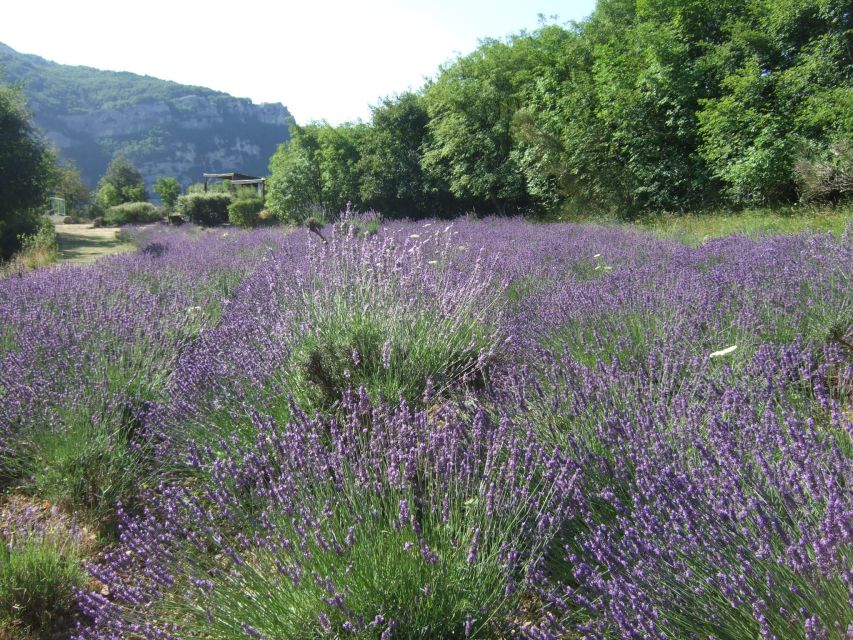 Provencal Countryside, Medieval Village & Lake Private Tour - Inclusions