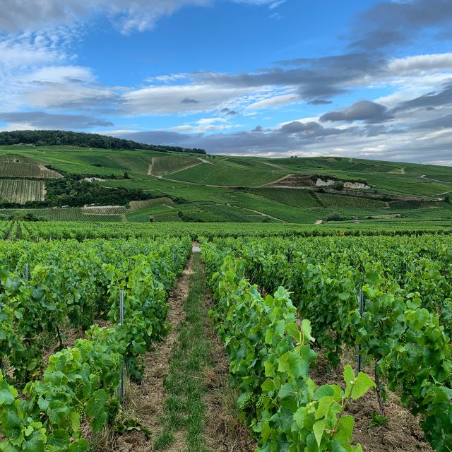 From Reims/Epernay:The Connoisseurs Private Tour 9 Tastings - Vineyard Visits