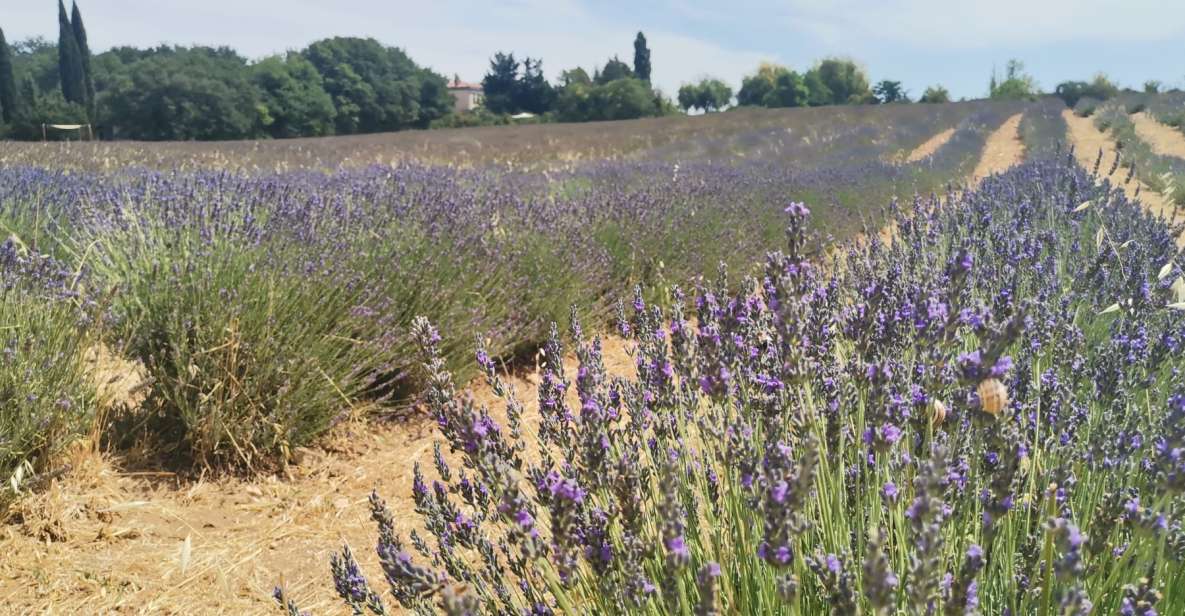 From Marseille: Customizable Private Day Tour of Provence - Key Points