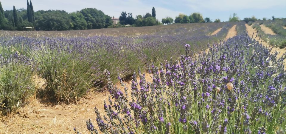 From Marseille: Customizable Private Day Tour of Provence - Customizable Itinerary