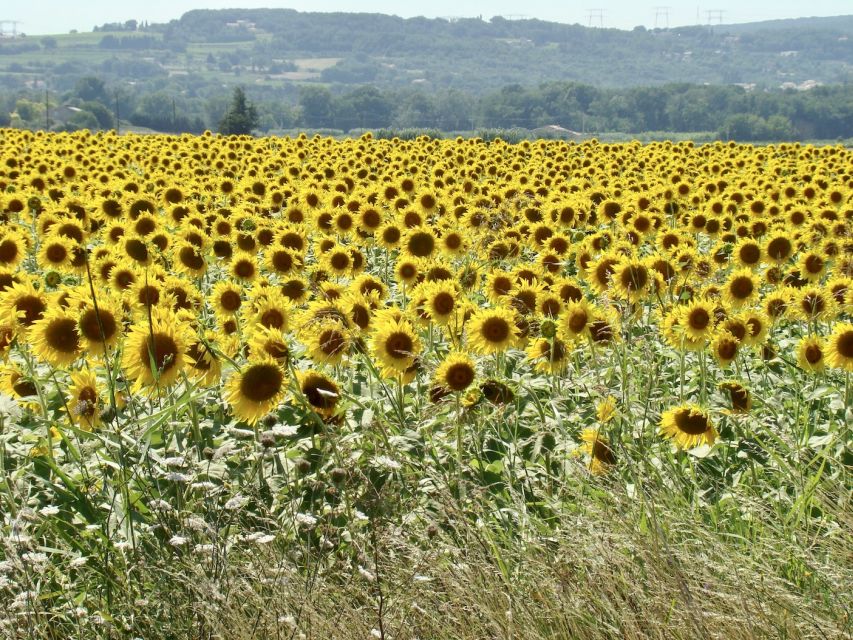 Albi, Cordés-Sur-Ciel & Gaillac: Day Trip From Toulouse - Inclusions