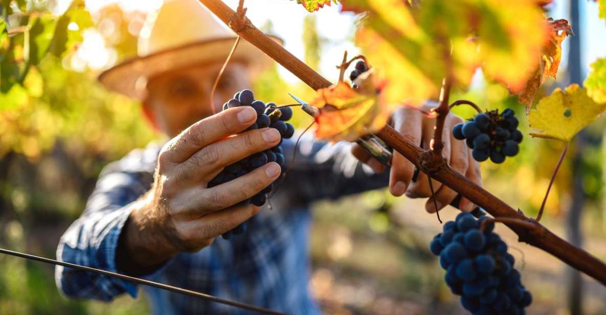 UNESCO Heritage and Wine Delights Private Tour From Bordeaux - Testimonials