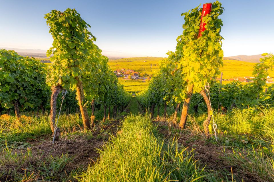 Alsace Wine Odyssey: Full-Day Private Tour From Strasbourg - Highlights