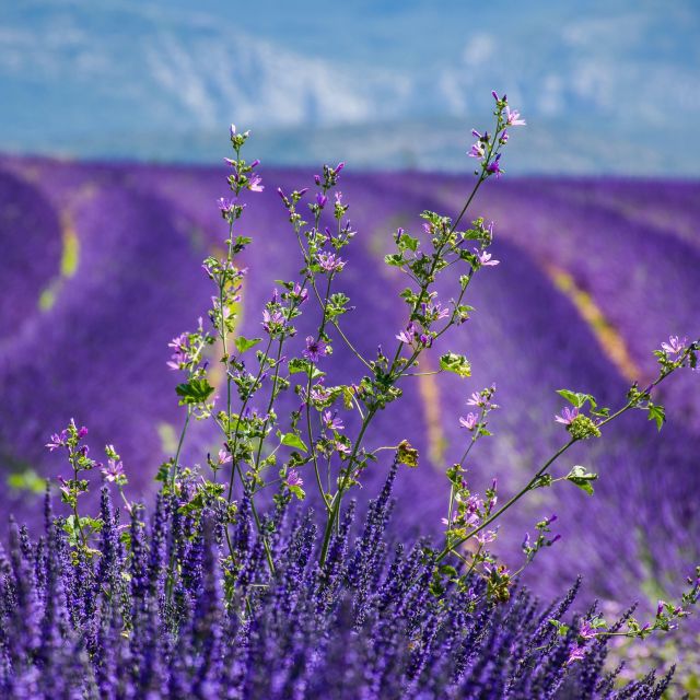 Wild Alps, Verdon Canyon, Moustiers Village, Lavender Fields - Marvel at the Verdon Gorge