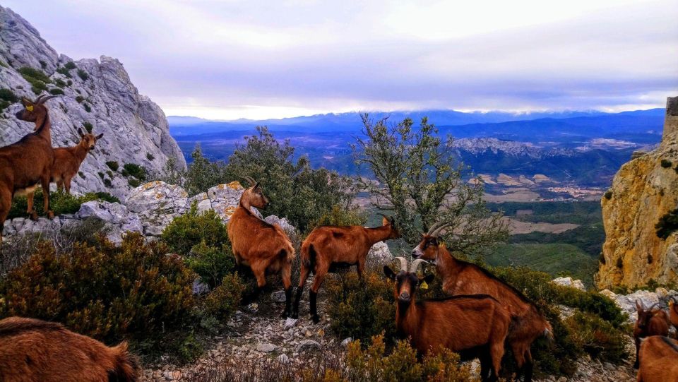 Wild Alps, Verdon Canyon, Moustiers Village, Lavender Fields - Indulge in Wine Tasting