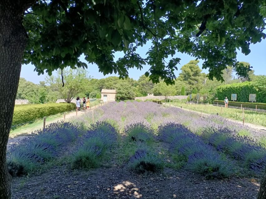 Provencal Elegance: Lavender, Olive Oil, and Wine Odyssey - Key Points