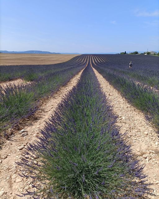 Provencal Elegance: Lavender, Olive Oil, and Wine Odyssey - Wine Tasting at Aixs Winery