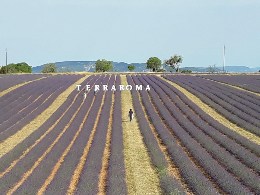 Provencal Elegance: Lavender, Olive Oil, and Wine Odyssey - Olive Oil Tasting in Valensoles