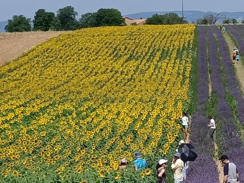 Provencal Elegance: Lavender, Olive Oil, and Wine Odyssey - Gastronomic Pleasures in Provence