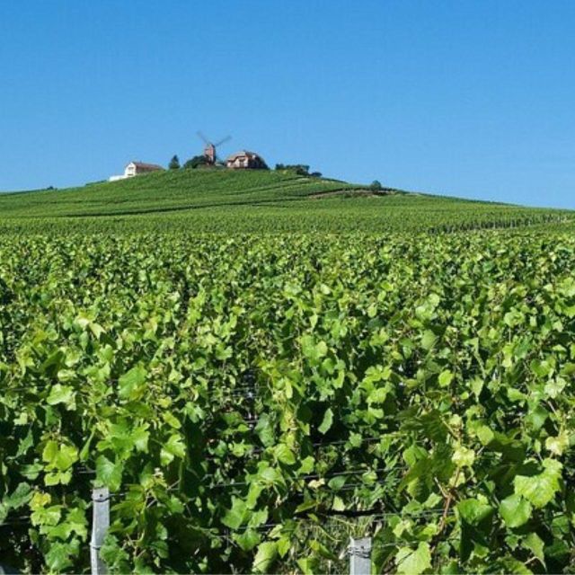 Champagne Region From Paris: Reims and Champagne Tasting - Additional Information