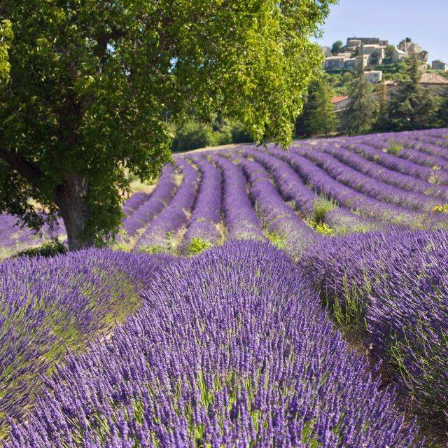 The Gorges Du Verdon & Its Lake Full Day Tour - Customer Reviews