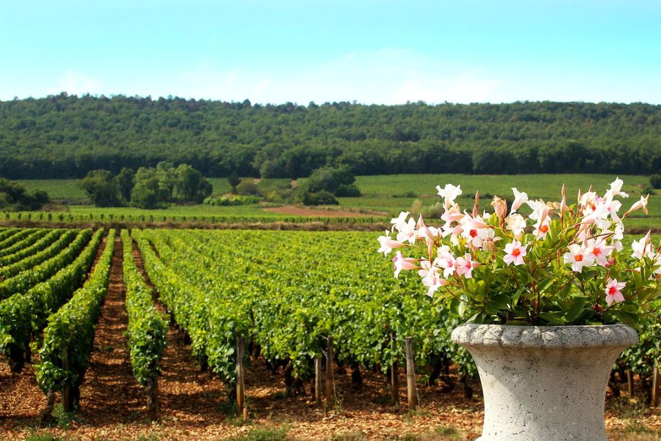Marne: 2-Day Champagne Tour With Tastings and Lunches - Important Information