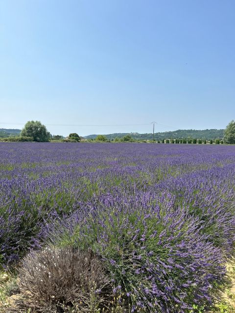 Luberon & Lavender Fields Tour Tour Details