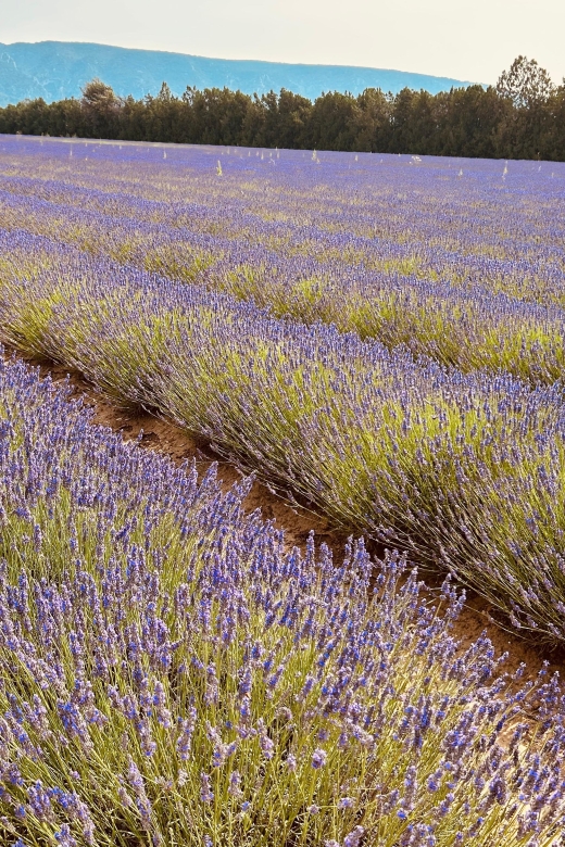 Luberon & Lavender Fields Tour - Key Points