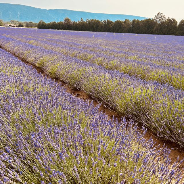 Luberon & Lavender Fields Tour - Recap