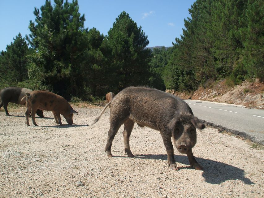 From Porto Vecchio: Corsica Mountain Tour - Customer Reviews